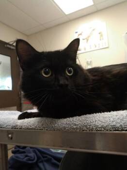 Domestic Medium Hair and Domestic Short Hair Cats Available for Adoption in Palm Coast, Florida - Tom | PetCurious