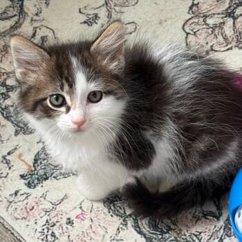 MERRIT -  Domestic Medium Hair Cat for Adoption in Gresham, Wisconsin - MERRIT | PetCurious