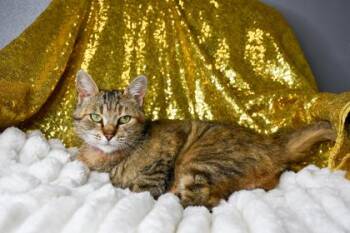 Kelsey -  Domestic Short Hair Cat for Adoption in Yakima, Washington - Kelsey | PetCurious