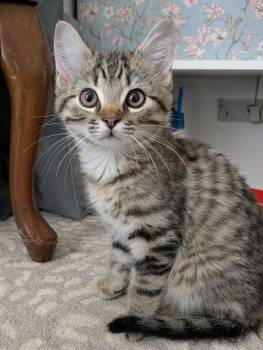 Rowan -  Domestic Short Hair Cat Available for Adoption in Little Rock, Arkansas - Rowan | PetCurious