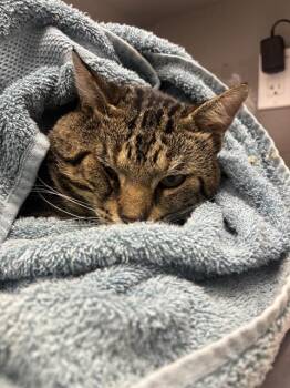 MANRAY -  Domestic Short Hair Cat for Adoption in Indianapolis, Indiana - MANRAY | PetCurious