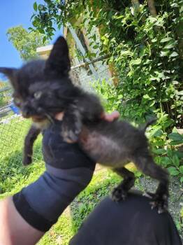 MAMBA -  Domestic Short Hair Cat for Adoption in San Antonio, Texas - MAMBA | PetCurious