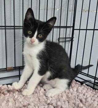 Rylie-Q -  Domestic Short Hair Cat for Adoption in Metamora, Illinois - Rylie-Q | PetCurious