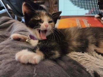 Domestic Long Hair Cats Available for Adoption in Plymouth, Michigan - Cinnabon | PetCurious