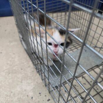 Domestic Short Hair Cats Available for Adoption in Columbus, North Carolina - Butters | PetCurious