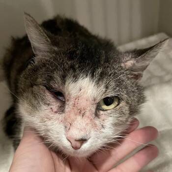 Maverick -  Domestic Short Hair Cat for Adoption in Port Charlotte, Florida - Maverick | PetCurious