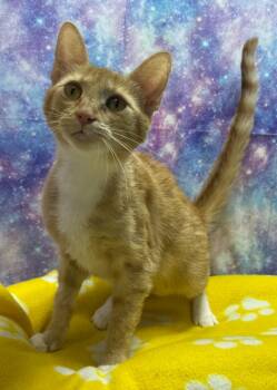 Domestic Short Hair Cats Available for Adoption in Washington Court House, Ohio - Mimosa | PetCurious