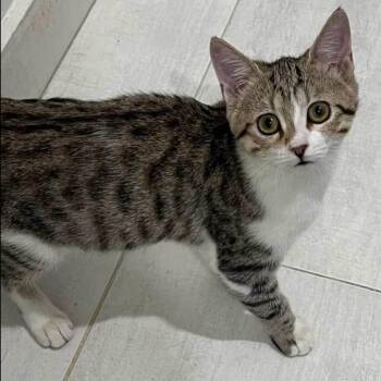 Ivy -  British Shorthair and Egyptian Mau Cat for Adoption in Stoughton, Wisconsin - Ivy | PetCurious