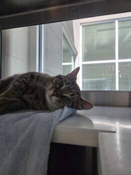 Domestic Short Hair Cats Available for Adoption in Westland, Michigan - Wizard | PetCurious