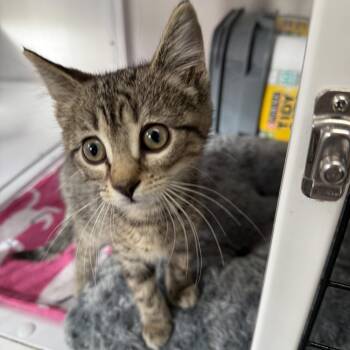 Gale -  Domestic Short Hair Cat for Adoption in Oconto, Wisconsin - Gale | PetCurious
