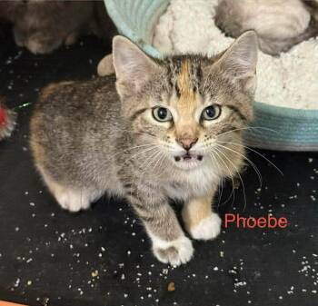 Phoebe -  Domestic Short Hair Cat for Adoption in Cloquet, Minnesota - Phoebe | PetCurious