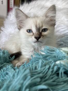 Luna Napa -  Siamese Cat for Adoption in Napa, California - Luna Napa | PetCurious