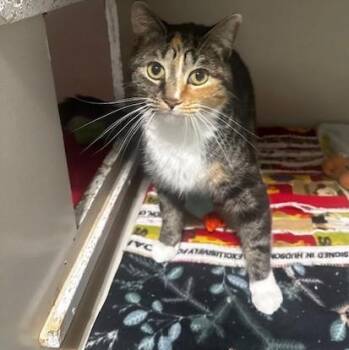 Leppy -  Calico Cat for Adoption in Hutchinson, Minnesota - Leppy | PetCurious