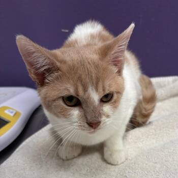 Sandy Claws -  Domestic Short Hair Cat for Adoption in Englewood, Florida - Sandy Claws | PetCurious