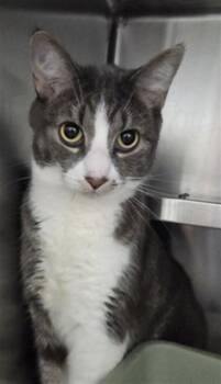 Domestic Short Hair Cats Available for Adoption in Vaughan, Ontario - BUBBA | PetCurious