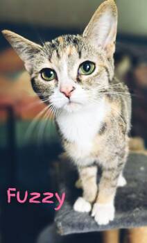 Rescue Domestic Short Hair Cats for Adoption in Adrian, Michigan - Fuzzy | PetCurious