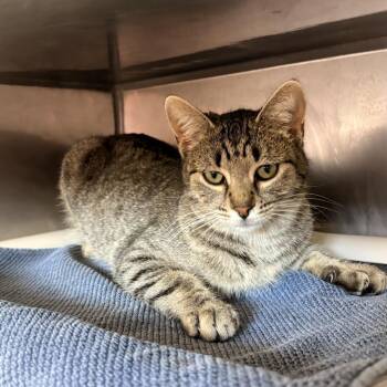 Domestic Short Hair Cats Available for Adoption - Team Strategy | PetCurious