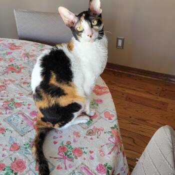 Cornish Rex Cats Available for Adoption in Pine Beach, New Jersey - Mazie | PetCurious