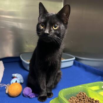 Domestic Short Hair Cats Available for Adoption - Dora | PetCurious