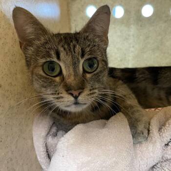 Jolene -  Domestic Short Hair Cat for Adoption in Pasadena, California - Jolene | PetCurious