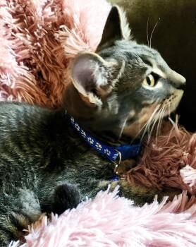 Oscar -  Tabby and Domestic Short Hair Cat for Adoption in Lombard, Illinois - Oscar | PetCurious