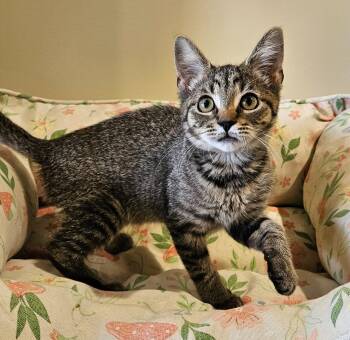 Possum -  Domestic Short Hair Cat for Adoption in Fremont, Ohio - Possum | PetCurious