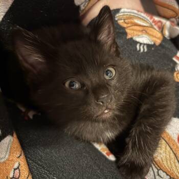 Domestic Short Hair Cats Available for Adoption in Little Mountain, South Carolina - Rocket Man | PetCurious