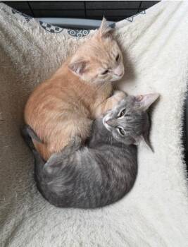 Mater -  Domestic Medium Hair Cat for Adoption - Mater | PetCurious