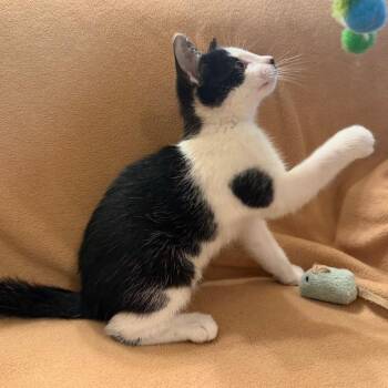 Alfie -  Domestic Short Hair Cat for Adoption in Lewisville, Texas - Alfie | PetCurious