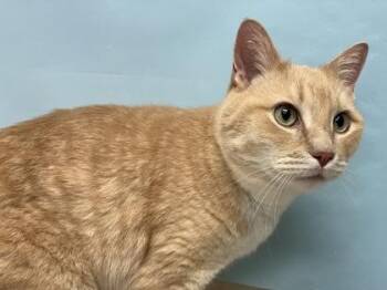 Bru Bru -  Domestic Short Hair Cat for Adoption in Woodbury, Minnesota - Bru Bru | PetCurious