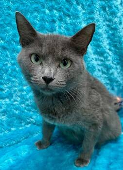 Domestic Short Hair Cats Available for Adoption in Little Elm, Texas - Anna Beth | PetCurious