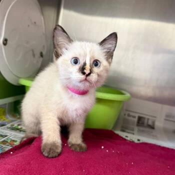 Pepper Mint Patti -  Siamese Cat for Adoption in Ardmore, Oklahoma - Pepper Mint Patti | PetCurious