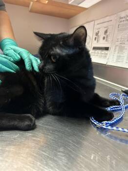 Rescue Domestic Medium Hair and Domestic Short Hair Cats for Adoption in Sacramento, California - A903947 | PetCurious