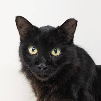 Spooky -  Domestic Medium Hair Cat for Adoption in Trophy Club, Texas - Spooky | PetCurious