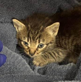 Domestic Short Hair Cats Available for Adoption in Dallas, Texas - KAZE | PetCurious