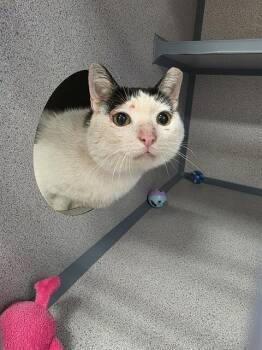 MARLOWE -  Domestic Short Hair Cat for Adoption in Aliquippa, Pennsylvania - MARLOWE | PetCurious