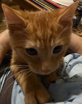 Rescue Domestic Short Hair Cats for Adoption in Anderson, Indiana - Lionheart | PetCurious