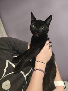 Onyx -  Domestic Short Hair Cat for Adoption in Vancouver, Washington - Onyx | PetCurious