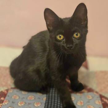 Maude -  Domestic Short Hair Cat for Adoption in Watertown, Wisconsin - Maude | PetCurious