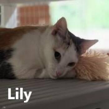 Rescue Calico Cats for Adoption in Olympia, Washington - Lily | PetCurious