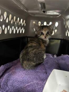 Airbnb -  Domestic Short Hair Cat for Adoption in Atlanta, Georgia - Airbnb | PetCurious