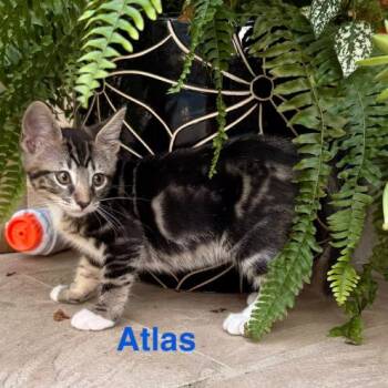 Atlas -  Domestic Short Hair Cat Available for Adoption in NEW PT RICHEY, Florida - Atlas | PetCurious