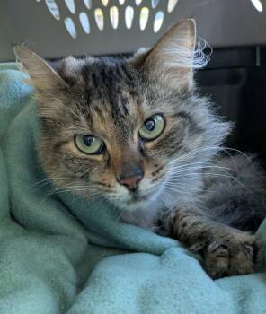 Domestic Medium Hair Cats Available for Adoption in Melbourne, Florida - Caramel  | PetCurious