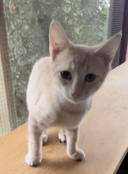 Rescue American Shorthair and Domestic Short Hair Cats for Adoption in Moreno Valley, California - Skylark | PetCurious