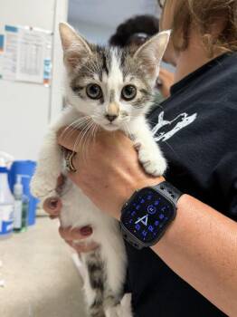 Beth -  Domestic Short Hair Cat for Adoption in Ontario, California - Beth | PetCurious
