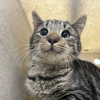 Rescue Domestic Short Hair Cats for Adoption in Lyndhurst, Virginia - SVAS-Stray-37847 | PetCurious