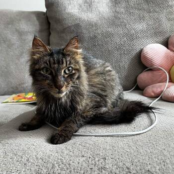 Ozzy Courtesy Listing -  Domestic Long Hair Cat for Adoption in Midland, Michigan - Ozzy Courtesy Listing | PetCurious