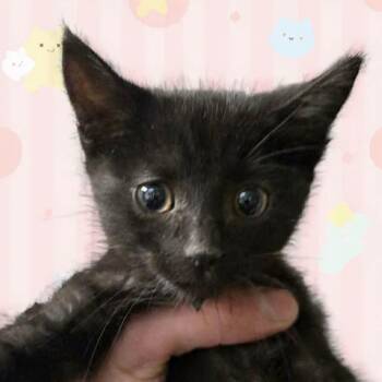 Domestic Short Hair Cats Available for Adoption - Preston | PetCurious