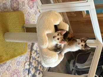 Bluebell (bonded sister must go together) -  Domestic Medium Hair Cat for Adoption in Nocatee, Florida - Bluebell (bonded Sister Must Go Together) | PetCurious