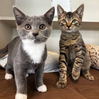 Dolly P. & Kenny R. -  Domestic Short Hair Cat for Adoption in Eatontown, New Jersey - Dolly P. & Kenny R. | PetCurious
